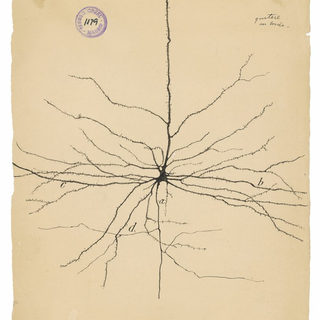 A historical drawing of a neuron by Santiago Ramon y Cajal