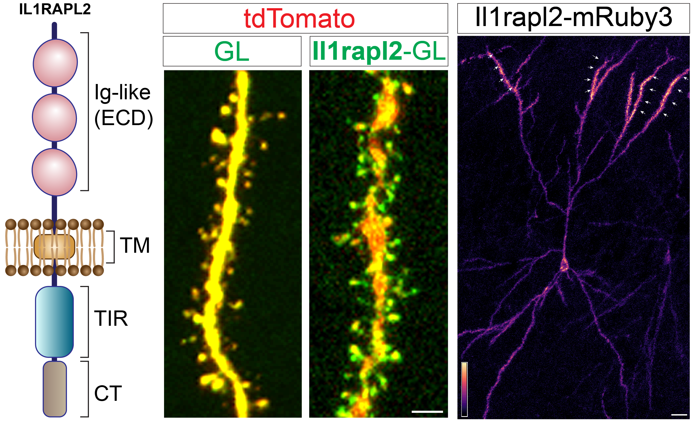 Il1rapl2-mRuby3 expression showing apical dendrite enrichment in a cortical IT neuron