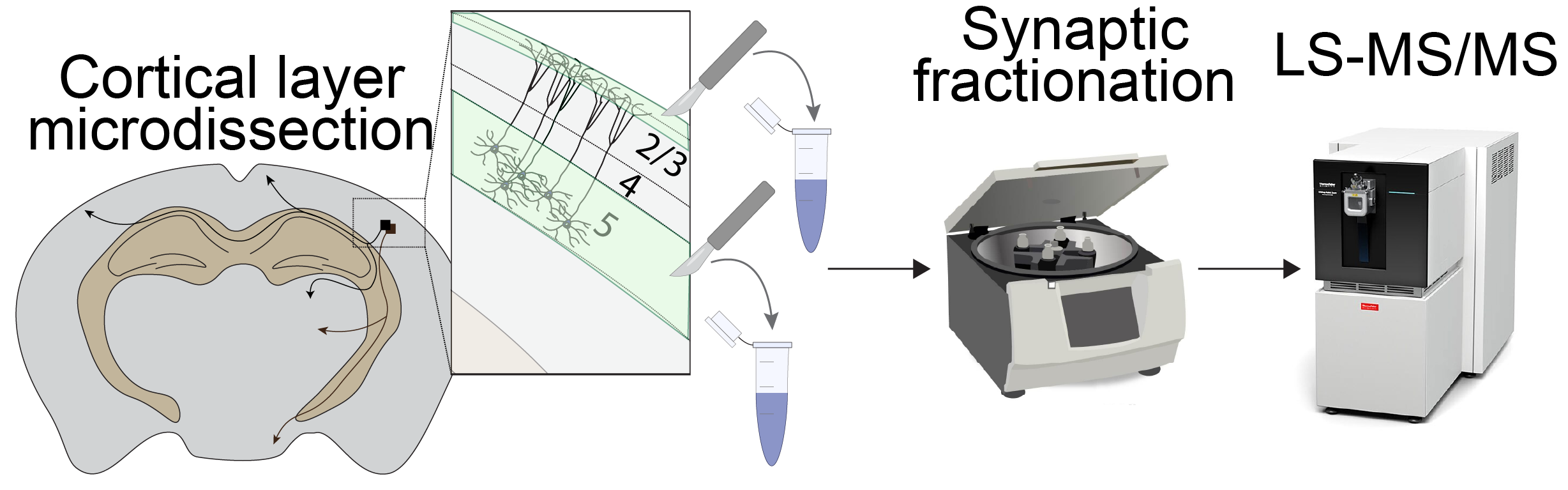 Synaptic proteomics workflow thumbnail
